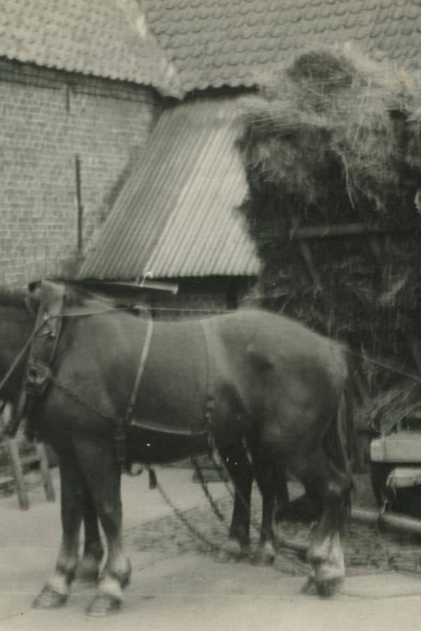 Hubert a la ferme-1